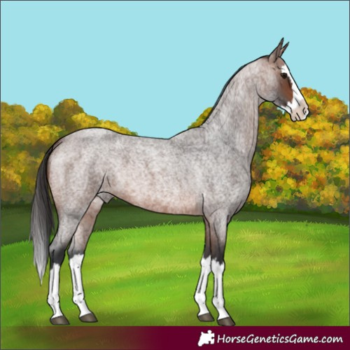 Horse Color:Unknown 