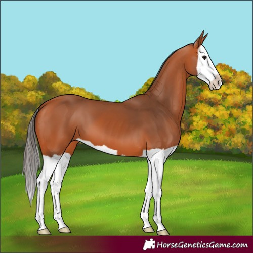 Horse Color:Unknown 