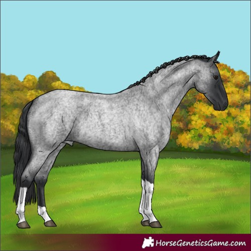 Horse Color:Blue Roan Tobiano 