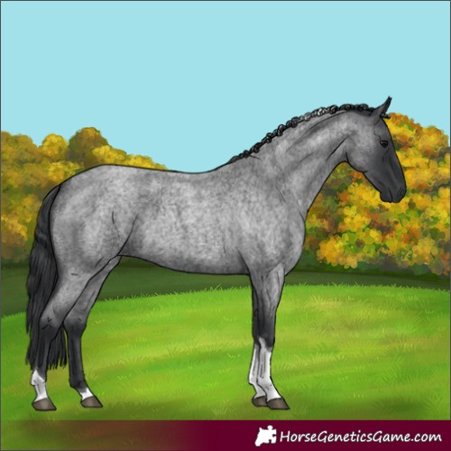 Horse Color:Blue Roan Tobiano