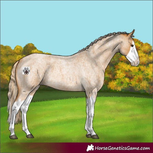 Horse Color:Palomino Roan Splash 