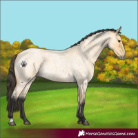 Horse Color:Buckskin Roan