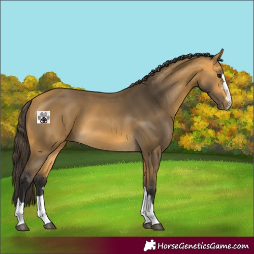 Horse Color:Buckskin