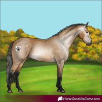 Horse Color:Gray Buckskin