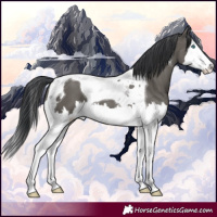 Horse Color:Grullo Splash Tobiano 