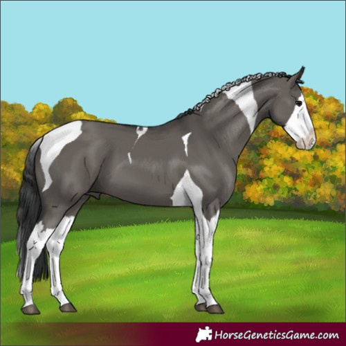 Horse Color:Grullo Splash Tobiano