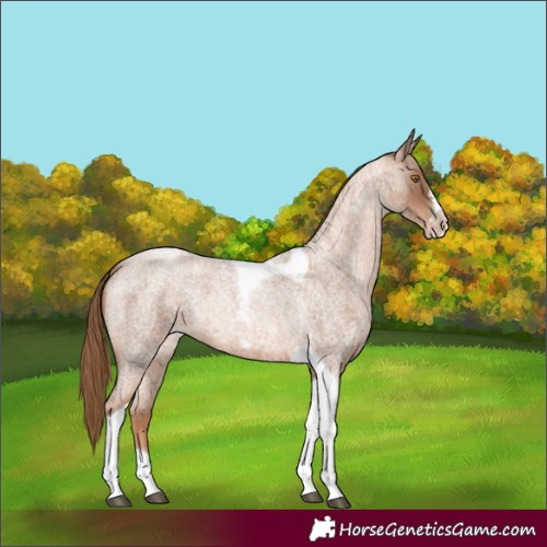 Horse Color:Liver Red Roan Pearl Tobiano Frame