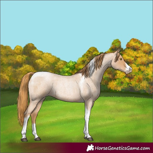 Horse Color:Red Roan Pearl Tobiano Frame