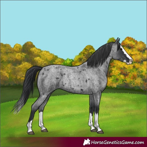 Horse Color:Blue Roan Splash 