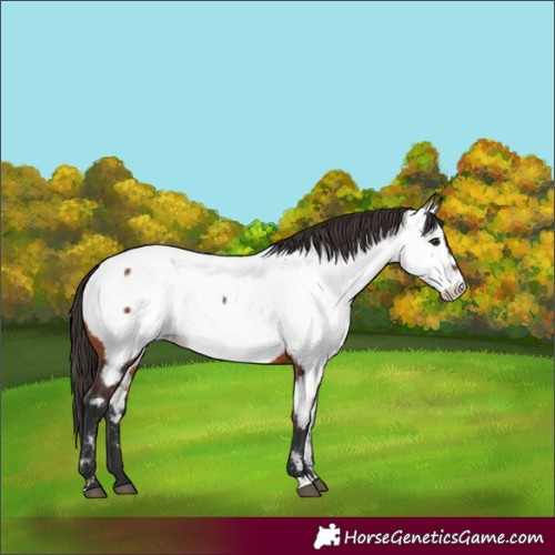 Horse Color:Bay Appaloosa 