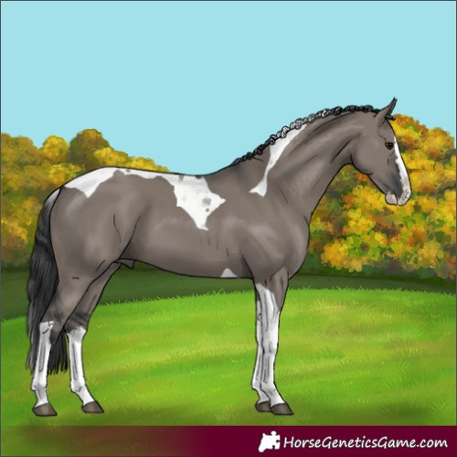 Horse Color:Grullo Splash Tobiano 