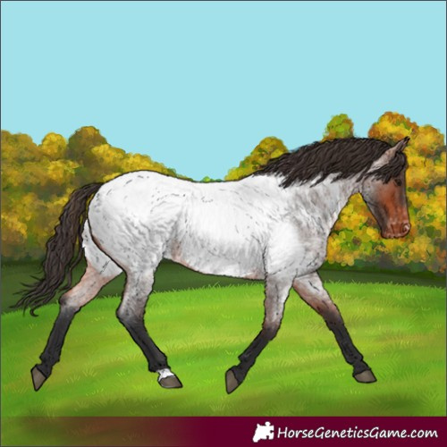 Horse Color:Bay Roan Appaloosa