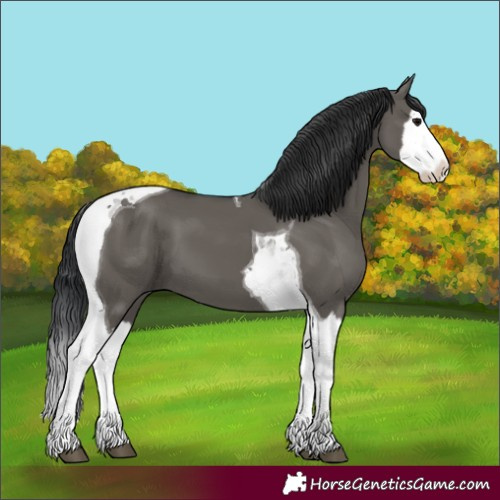 Horse Color:Grullo Splash Tobiano 
