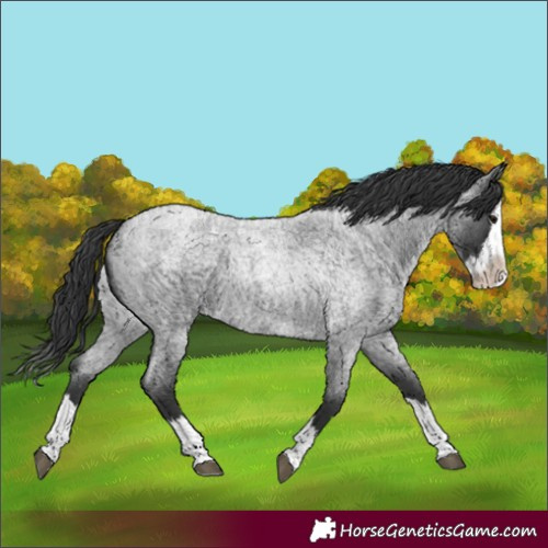 Horse Color:Blue Roan Splash 