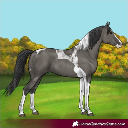 Horse Color:Grullo Splash Tobiano 