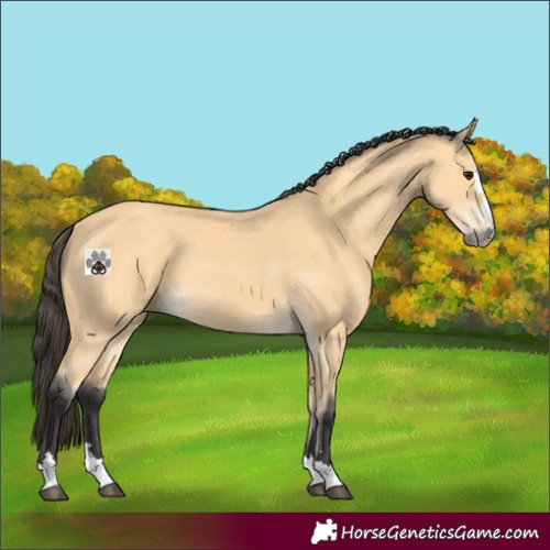 Horse Color:Buckskin