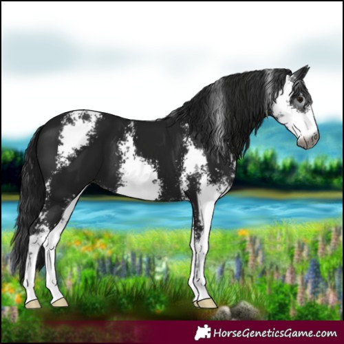 Horse Color:Gray Black Sabino 