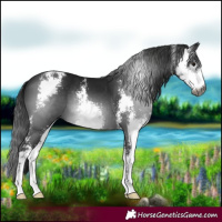 Horse Color:Gray Black Sabino