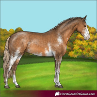 Horse Color:Chocolate Palomino Sabino Rabicano