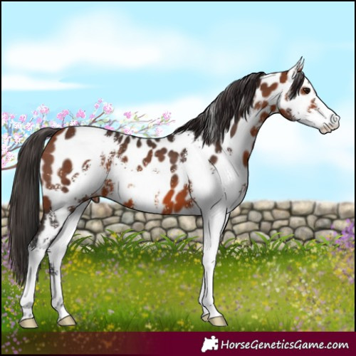 Horse Color:Bay Sabino Near Leopard