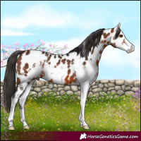 Horse Color:Bay Sabino Near Leopard 