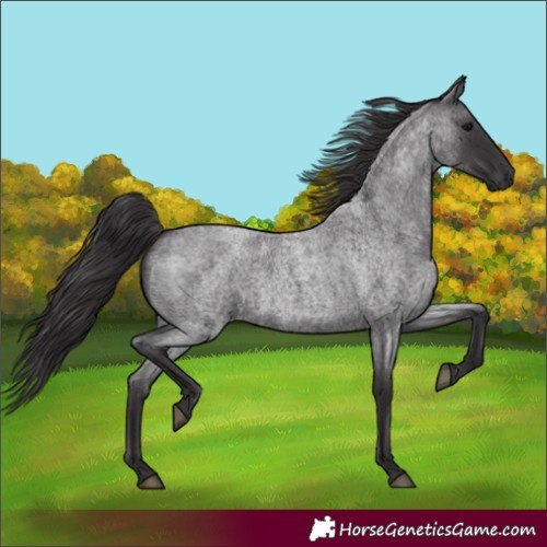 Horse Color:Smoky Blue Roan 