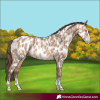 Horse Color:Amber Champagne Appaloosa  and Amber Champagne Frame Appaloosa 