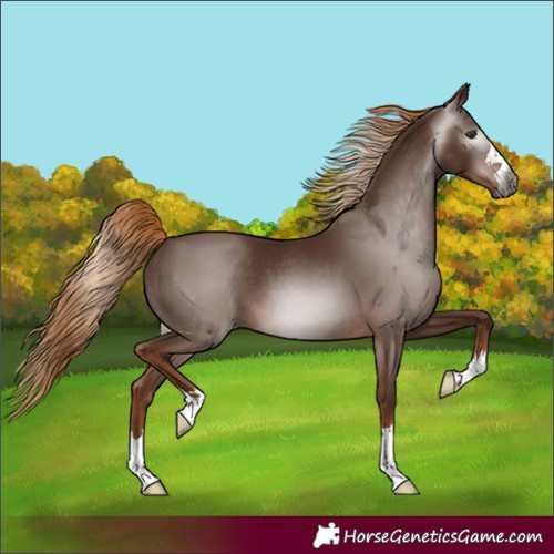 Horse Color:Gray Chestnut 