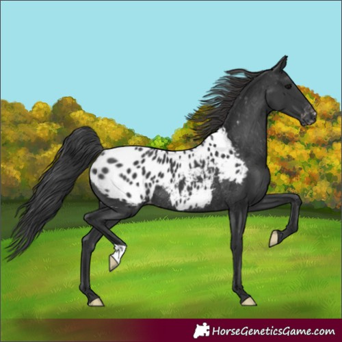 Horse Color:Black Appaloosa Rabicano 
