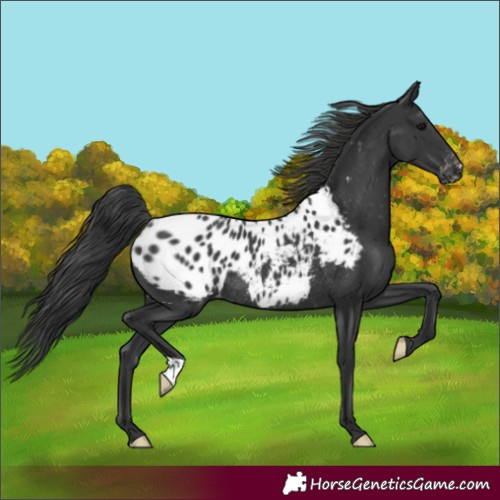 Horse Color:Black Blanket Rabicano 