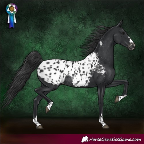 Horse Color:Black Blanket Rabicano 