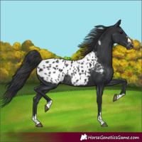 Horse Color:Black Appaloosa Rabicano 