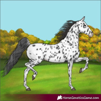 Horse Color:Black Leopard Rabicano 