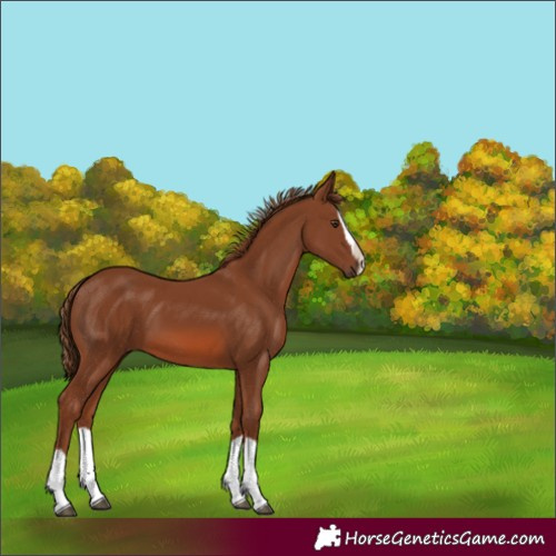 Horse Color:Chestnut Splash 