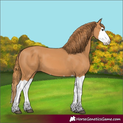 Horse Color:Chestnut Splash