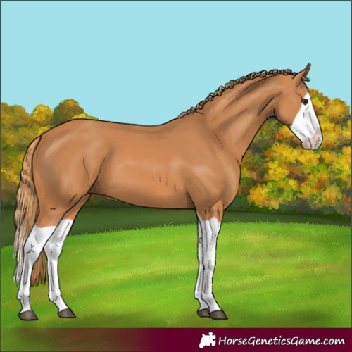 Horse Color:Chestnut Splash 