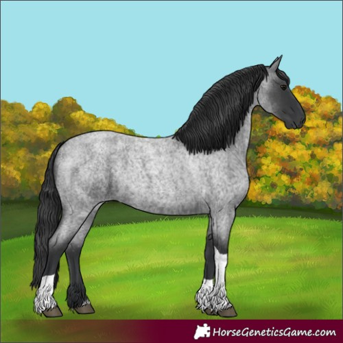 Horse Color:Blue Roan Tobiano 