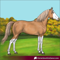 Horse Color:Chestnut Splash 