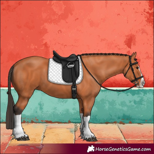 Horse Color:Bay Splash 