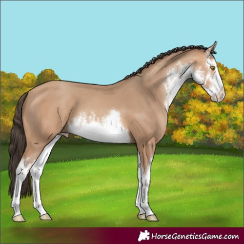 Horse Color:White Spotted Amber Champagne 