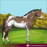 Horse Color:Liver Red Dun Tobiano Frame 