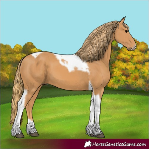 Horse Color:Chestnut Tobiano Frame 
