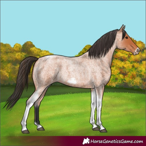 Horse Color:Bay Roan Tobiano Frame 