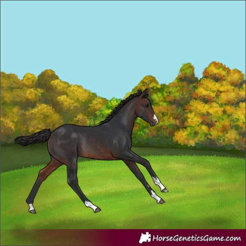 Horse Color:Brown Rabicano