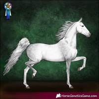 Horse Color:Gray White Spotted Black 