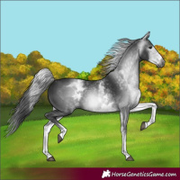 Horse Color:Gray White Spotted Black 