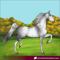Horse Color:Gray White Spotted Black 