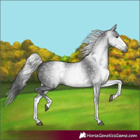 Horse Color:Gray White Spotted Black