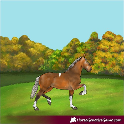 Horse Color:Gray Silver Buckskin Tobiano 