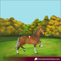 Horse Color:Gray Silver Buckskin Tobiano 